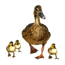 Picture Of A Duck With Fluffy Ducklings Hand Drawn In Watercolor Isolated On A White Background. 