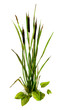 Picture of a riverside vegetation (reed mace, cane, water lily) hand drawn in watercolor isolated on a white background. 