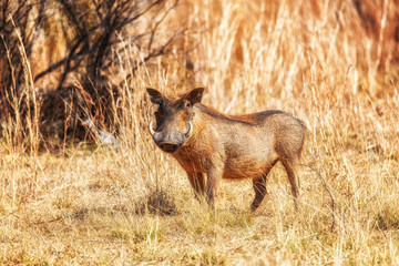 warthog, phacochoerus africanus, welgevonden game reserve, south africa
