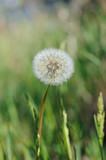 Fototapeta Dmuchawce - Field dandelion in spring season closeup. Shallow depth of field