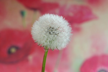 Wall Mural - dandelion seed with water droplets macro