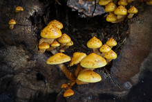 Yellow Mushrooms Pholiota Adiposa On Dying Tree