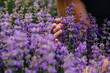 © Serhii - Hands of beautiful girl hold purple lavender in field.  Girl hands collect lavender. Woman in the lavender field. Enjoy the floral glade, summer. Down view. Close up