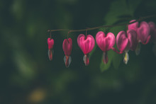Selectively Focused Bleeding Heart Flowers Over Dark Forest Background