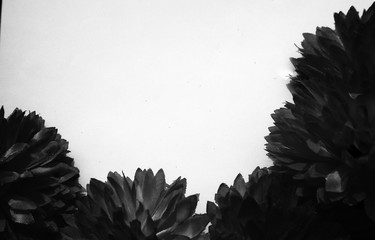 beautiful abstract color black flowers on white background and blue graphic white flower frame and d