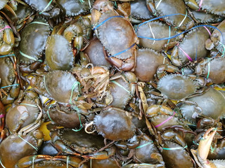 Fresh sea crab in the Indian seafood market. Top view, close up. Seafood background.