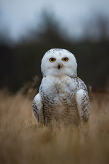 Wall Mural - Nyctea scandiaca, Snowy owl The bird is standing on the ground in nice wildlife natural environment of North forest