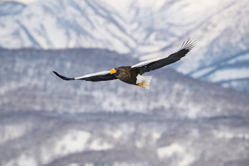 Wall Mural - The Steller's sea eagle, Haliaeetus pelagicus  The bird is flying in beautiful artick winter environment Japan Hokkaido Wildlife scene from Asia nature. came from Kamtchatka..