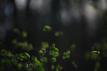 Wall Mural - branches of young green leaves and buds, seasonal background, april march landscape in the forest