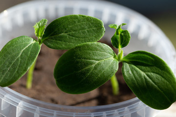 green plant in a pot