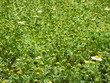 Yellow-white field flowers