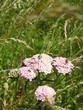 Wild herb in pink and white colors with instincts