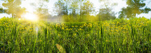 Abstract Summer Background. Sun Glare, Grass And Wild Flowers Defocus.
