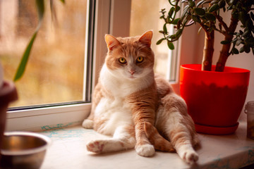 Canvas Print -  red cat sits by the window