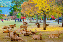 Japan. Nature Park In Nara. Deer Live Freely In A Japanese Park. A Herd Of Deer On The Background Of Visitors To The Nara. Japan In The Fall. Guide To Japan. Natural Parks Of The World.
