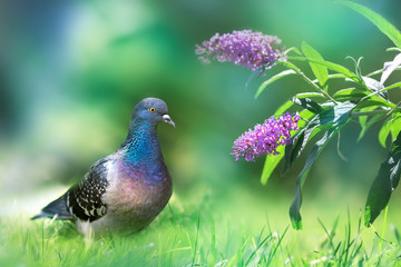 Wall Mural - Beautiful multi-colored dove in the garden on a background of lilac flowers. Summer fresh bright image.