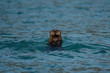 Curious Sea Otter