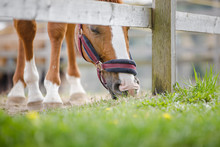 Closeup Portrait Of Young Chestnut Budyonny Gelding Horse  With White Line On Face In Halter Eating Grass Near Fence In Paddock In Spring Daytime