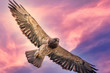 Hawk at sunset