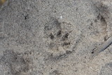 Fototapeta Łazienka - Small footprint in the sand