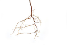 Roots Of A Plant On A White Background