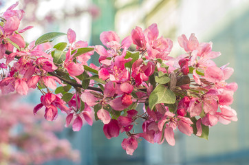 Sticker - Beautiful flowers on a tree branch. Spring Background.