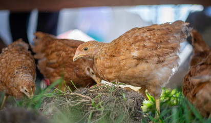 Dominant Red barred chicken looking for food in the  garden with grass