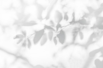 Poster - leaves shadow and tree branch background. natural leaves tree branch dark shadow and light from sunl