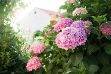 Hydrangea Flowers Garden By House On Backyard. Pink, Lilac, Purple Bushes Blooming In Countryside And Town Streets In Spring And Summer At Sunset.