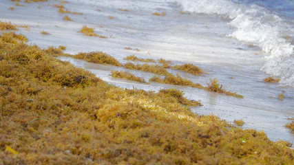 Wall Mural - Sargassum seaweed invades the beach