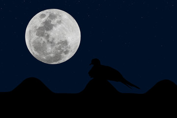 full moon and silhouette bird on roof at night.