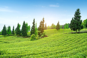 Wall Mural - Tea plantation on the top of the mountain