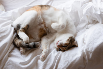 Sticker - yellow cat sleep on bed in odd pose