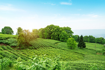 Wall Mural - Tea plantation on the top of the mountain