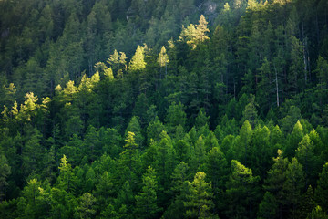 Wall Mural - Beautiful coniferous forest