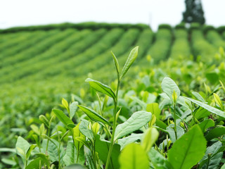 Wall Mural - Tea plantation on the top of the mountain