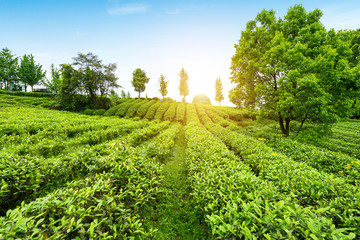 Wall Mural - Tea plantation on the top of the mountain