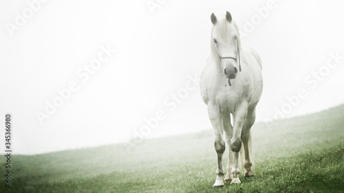 Fotografia White horse