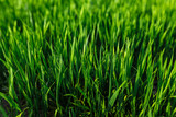 Fototapeta  - green grass on green background. Green field