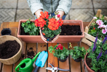 Planting Flowers On Table. Woman Holding Red Geranium Flower In Hands
