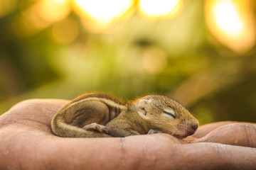 Wall Mural - Baby squirrel sleeping on human hand, Common indian baby squirrel sleeping on the book. Blur background.