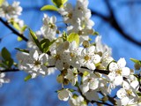 Fototapeta Kwiaty - Spring flowers on trees