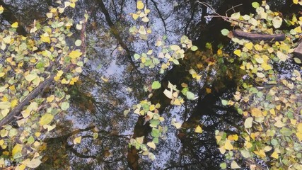 Wall Mural - arious a dead tree leaves in fall colors floating on water surface with tree trunk reflections. colorful autumn leaves reflecting lifestyle in the water