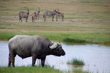Buffalo In The Ngorongoro Crater In Tanzania