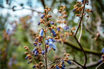 Canvas Print - Paulownia tomentosa