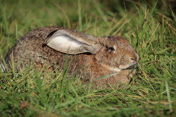 Sticker - Big gray rabbit