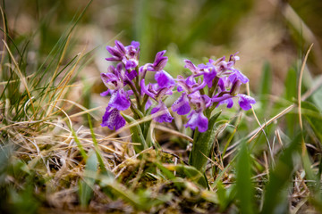 Canvas Print - orchid in the wild