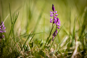 Canvas Print - Polygala vulgaris