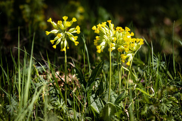 Canvas Print - Primula