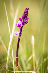 Canvas Print - Orchis militaris